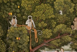 Hanuman-Languren indische Miniatur von Unbekannt