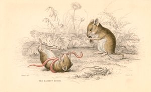Erntemaus Micromys minutus der Alten Welt, 1828 von Unbekannt
