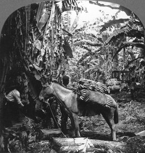 Bananenernte, Costa Rica, 1909