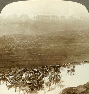 Rentierherde der nördlichen Wildnis und schneebedeckte Höhen des Hardanger-Gletschers, Norwegen, ca. 1905 von Unbekannt