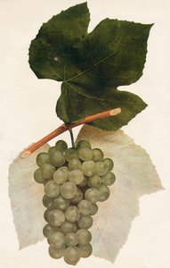 Hidalgo, 1908 von Unbekannt