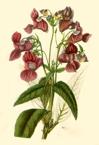 Himalaya-Balsam: Impatiens Glandulifera, 1840, 1944 von Unbekannt