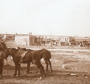 Pferde, Somme-Tourbe, Nordfrankreich, ca. 1914-ca. 1918