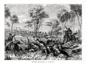 Kängurujagd, Australien, 1877