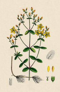 Hypericum Boeticum. Gewelltes Johanniskraut, 19. Jahrhundert