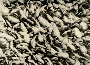 Eiskristalle auf dem Dach der Hütte, ca. 1908 von Unbekannt