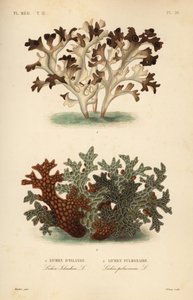 Isländisches Moos, Cetraria islandica, und Lungenflechte, Lobaria pulmonaria