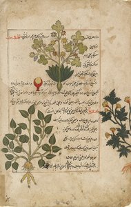 Illustrierte Doppelseite mit Disteln und anderen Heilpflanzen, 1595 von Unbekannt