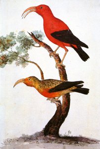 Illustration/Iiwi/Scharlachroter Honigfresser/Scharlachroter Hawaiianischer Honigfresser von Unbekannt