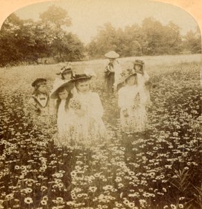 Im Gänseblümchenfeld: Süße Blume der ländlichen Lichtung, 1896 von Unbekannt