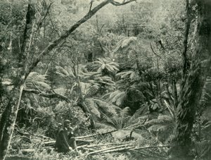In den Dandenong Ranges, 1901