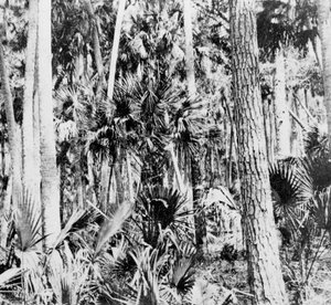 Im Dschungel, Indien, um 1900er Jahre von Unbekannt