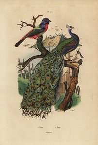 Indischer Pfau, Pavo cristatus, und Papageienfink, Erythrura-Arten