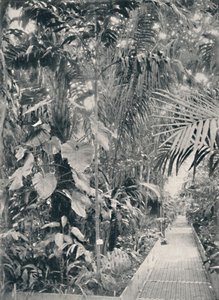 Innenansicht des Großen Palmenhauses, Kew Gardens, 1904