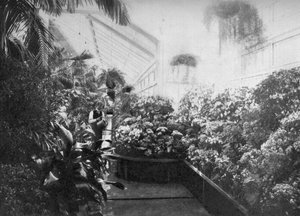 Innenraum des Gewächshauses im Weißen Haus, Washington DC, USA, 1908 von Unbekannt