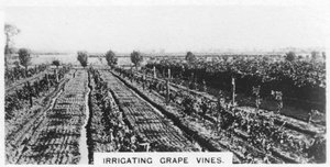 Bewässerung von Weinreben, Australien, 1928 von Unbekannt