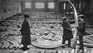 Elfenbeinlieferung, Royal Albert Dock, London, 1926-1927