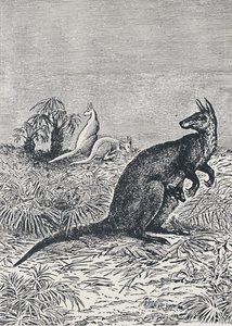 Känguru, 1924