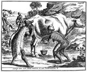 Khoikhois melken Kühe und machen Butter, Südafrika, 18. Jahrhundert 1931 von Unbekannt