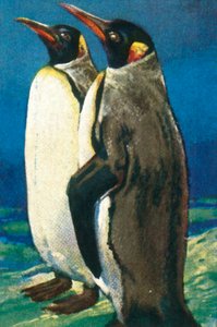 Königspinguine, ca. 1928 von Unbekannt