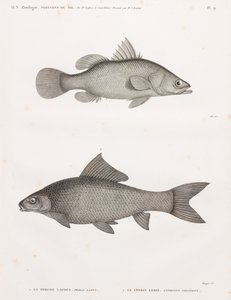 La Perche Latous & Le Cyprin Lebis von Unbekannt