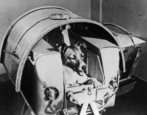 Laika, russischer Kosmonautenhund, 1957 von Unbekannt