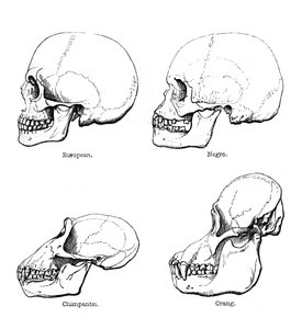 Seitenansicht des Schädels oder Profil, 1848 von Unbekannt