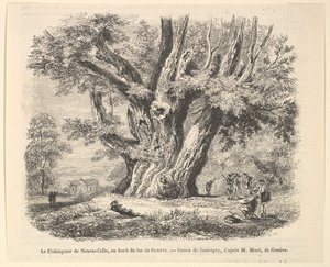 Le Châtaignier de Neuve-Celle, am Ufer des Genfersees, nach Daubigny, 1835-78