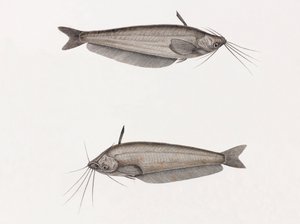 Le Silure Oudnei von Unbekannt