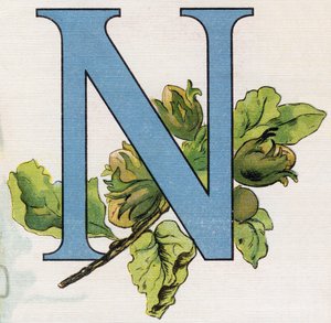 Buchstabe N: Haselnüsse