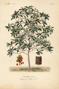 Lilienbaum oder Yulan-Magnolie von Unbekannt