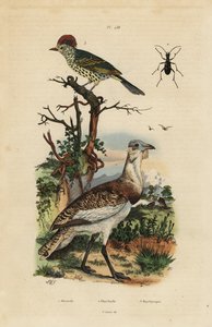 Kleine Braune Trappe und Scharfschnabel von Unbekannt