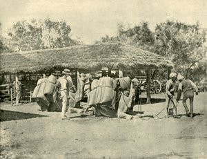 Kamele beladen, auf einer australischen Station, 1901