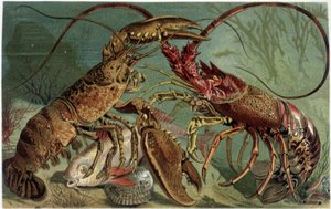 Hummer und Hummer im Kampf - in „La Vita degli animali“ von A.E. Brehm, Turin von Unbekannt