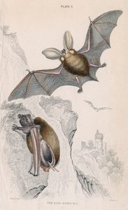 Langohrfledermaus Plectorus auritus von Unbekannt