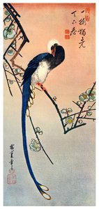 Langschwanz-Blauvogel auf einem blühenden Pflaumenbaumzweig