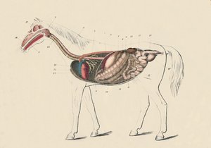 Längsschnitt des Pferdes, um 1879