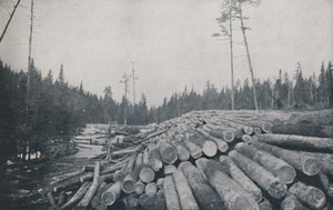 Holzfällerei, 1924