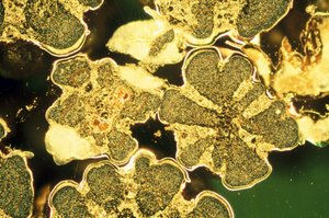 Metalle, Nicht-Eisenhaltig, LM Titandioxid-Perlen von Unbekannt