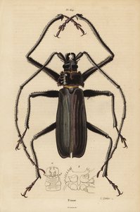 Macrotoma hayesii Käfer