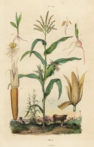 Mais oder Zuckermais, Zea mays