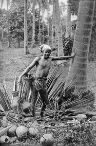 Malay sammelt den süßen Wein des Toddy-Baums, 1922 von Unbekannt