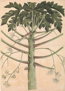 Männlicher Papayabaum, ca. 1790-1800 von Unbekannt