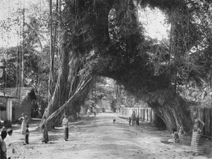Malerischer alter Feigenbaum Ficus indica an der Straße Colombo-Galle bei Kalutara, 1926
