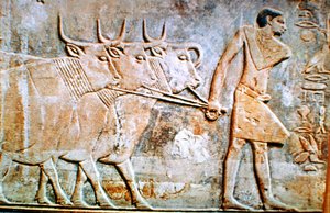 Mann führt Rinder, Wandrelief aus dem Grab von Ptahhotep, Saqqara, Ägypten, 24. Jahrhundert v. Chr. von Unbekannt