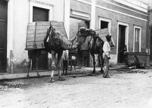 Mann mit Kamelen, Las Palmas, Gran Canaria, Kanarische Inseln, Spanien, ca. 1920er-1930er Jahre