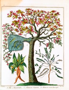 Alraune, Mimose und Akazie, ca. 1795 von Unbekannt