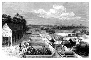 Indigoherstellung in Tirhoot Muzaffarpur, Unterbengalen, 1869