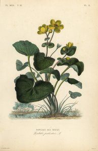 Sumpfdotterblume
