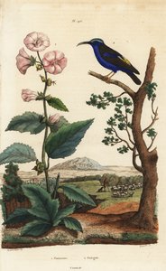 Eibisch, Althaea officinalis 1, und Purpurhonigsauger, Cyanerpes caeruleus 2 von Unbekannt